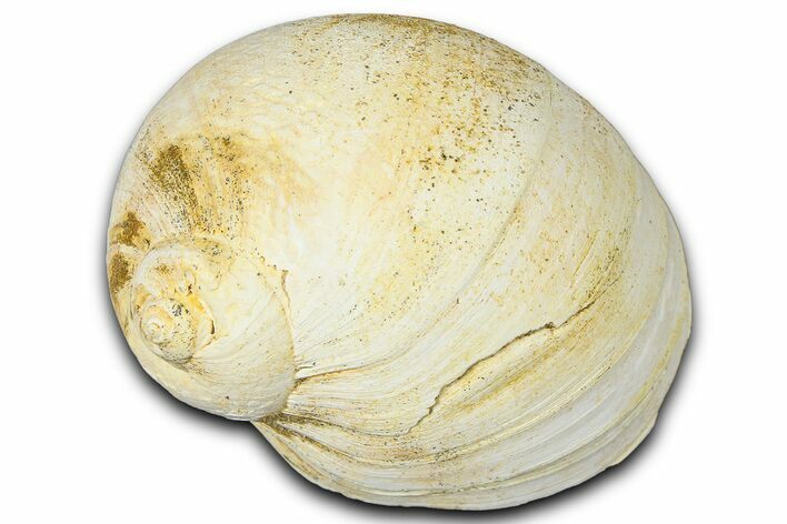 Miocene Fossil Sea Snail (Natica) Shell - France #365552